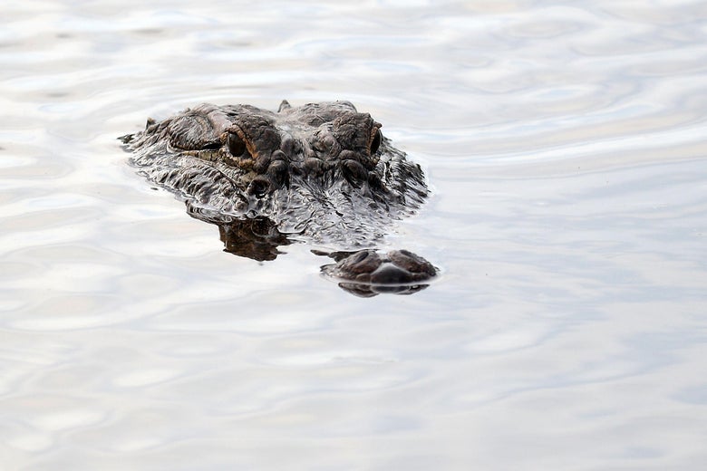 The top of the head of an alligator is just visible above water